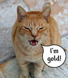 A very gold Tigger cat