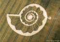 crop circle photo